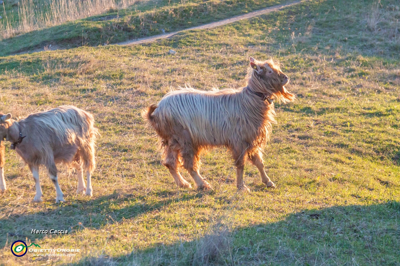 Albanovembrina  dal Linzone-27.JPG